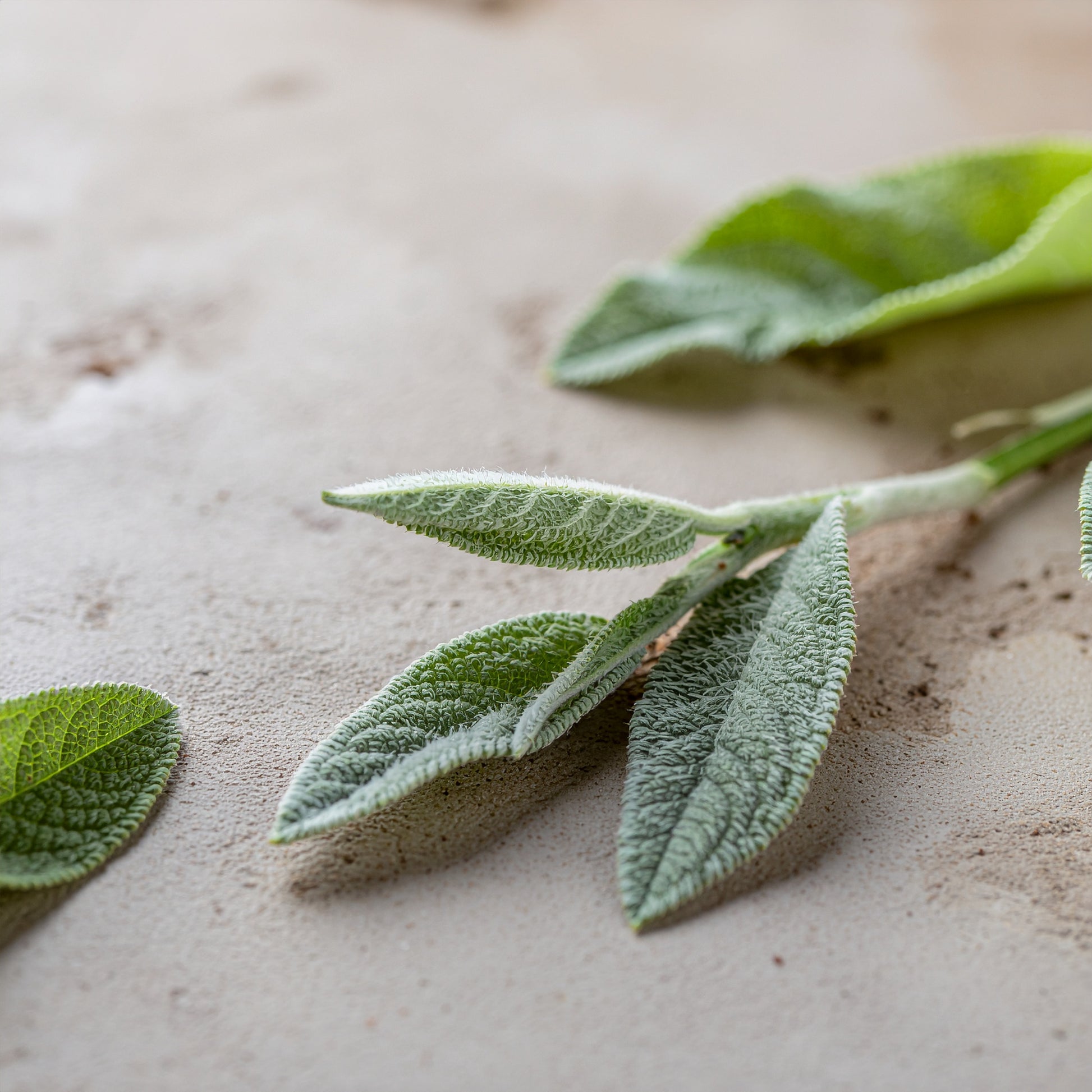 Hydration Gel + HA | VAYL AquaLock Veil