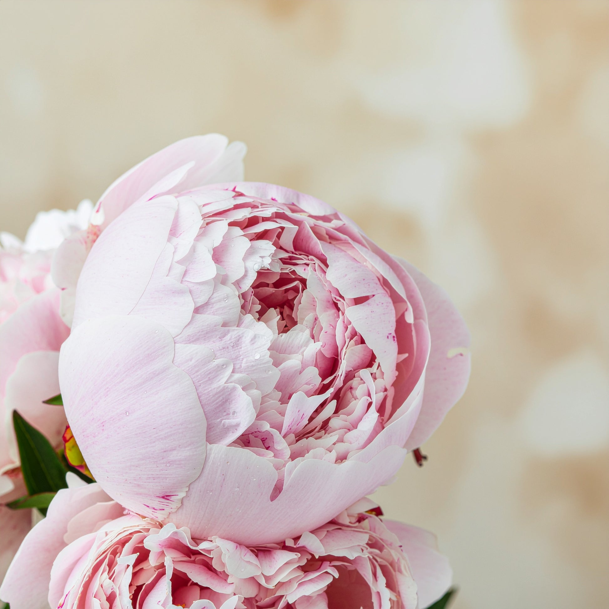 Daily Hydration Serum | VAYL HydraVeil Infusion