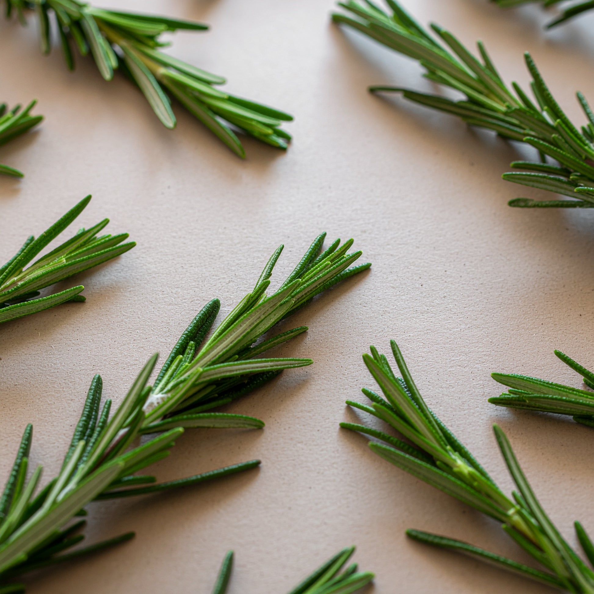 Rosemary Strengthening Hair Oil | VAYL RootRevive Elixir