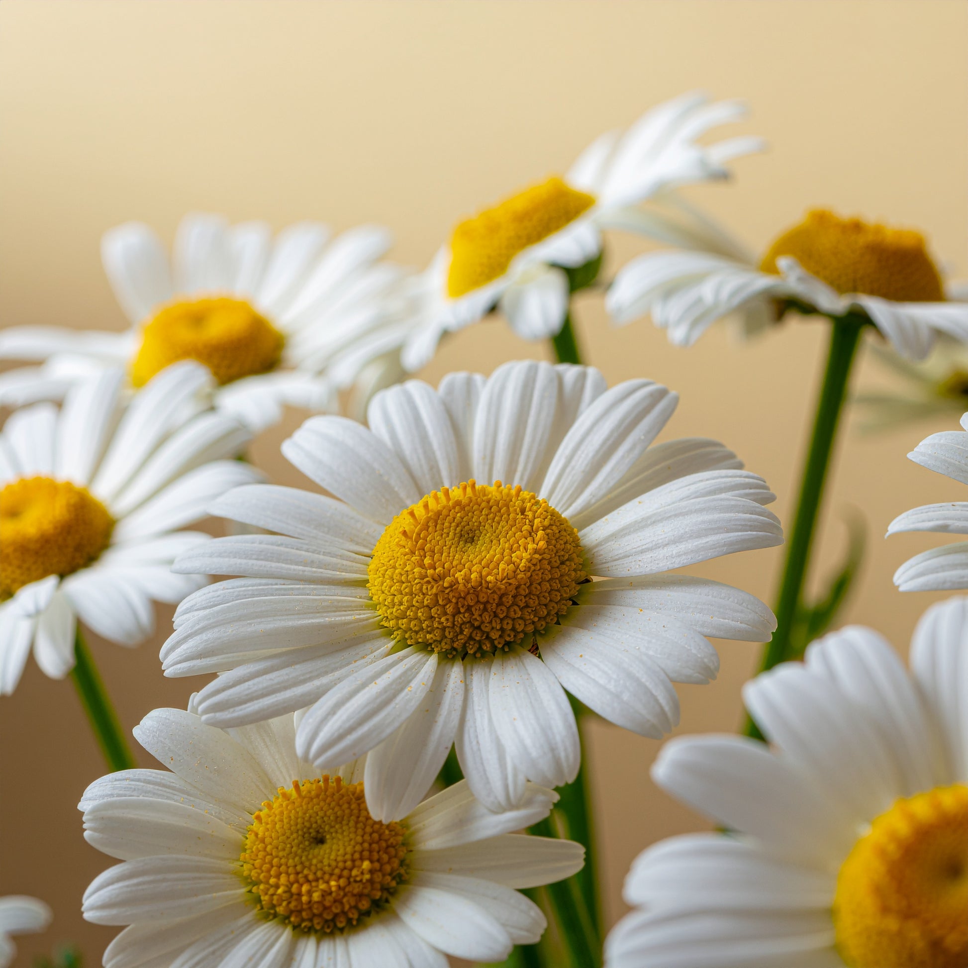 Soft Cleanse | VAYL Baby