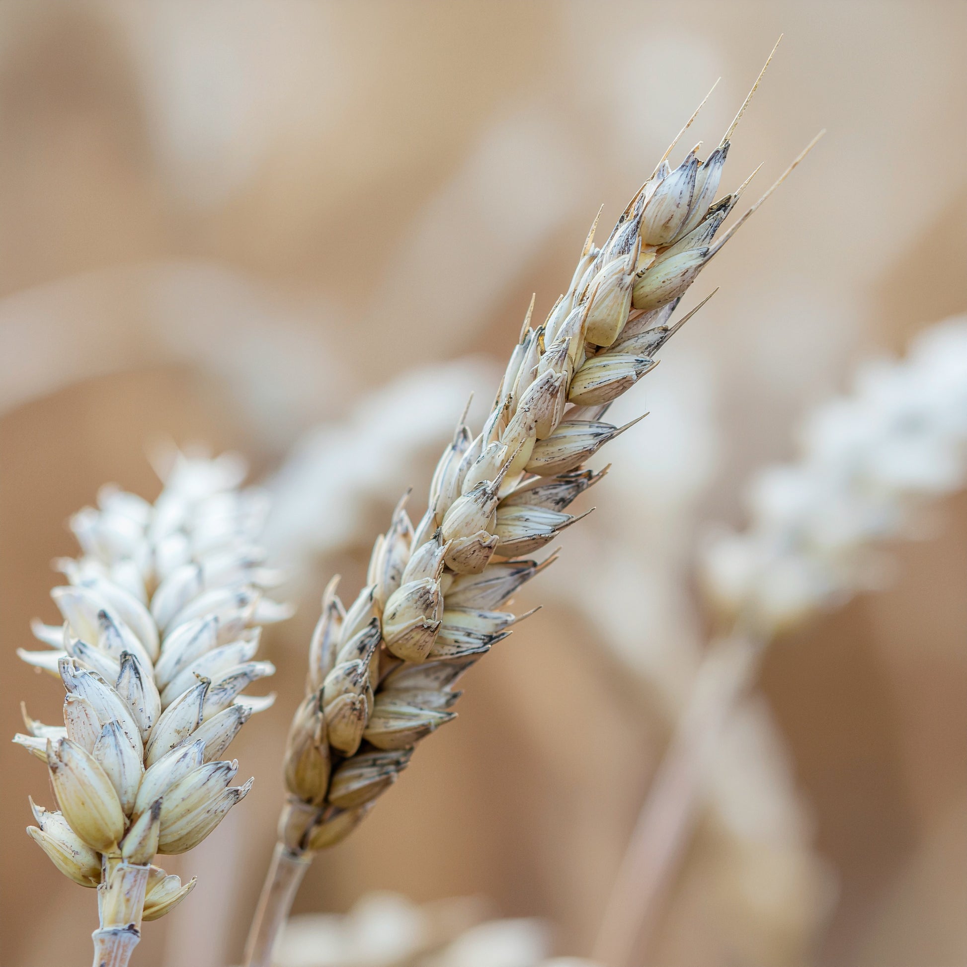 ColorGuard Shampoo | VAYL ProtectWash Cleanse