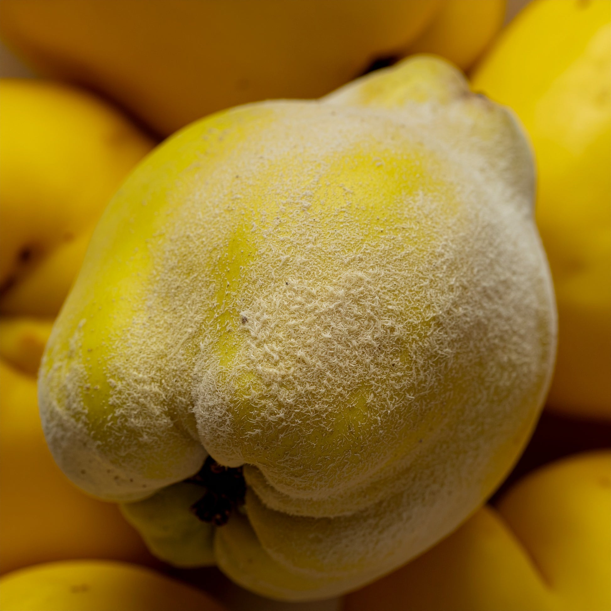 Hydrating Hand & Body Cleanse | VAYL Ginger & Smoky Cardamom