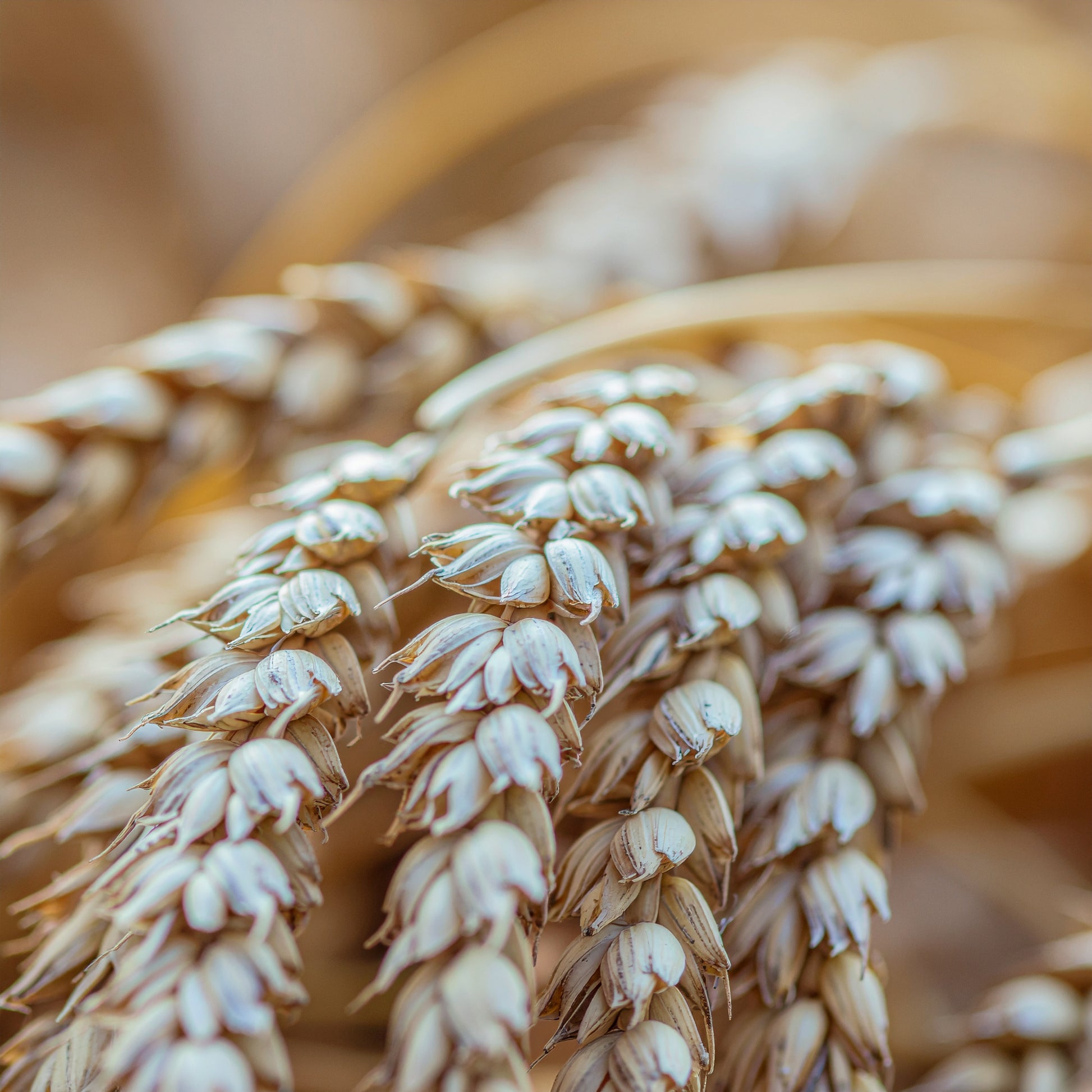 Nourishing Conditioner | VAYL Citrus Bright