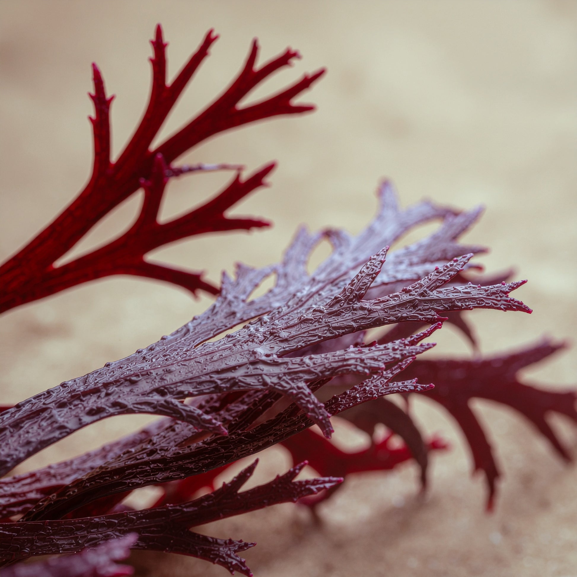 Keratin Shine Mist | VAYL BoostWash Veil