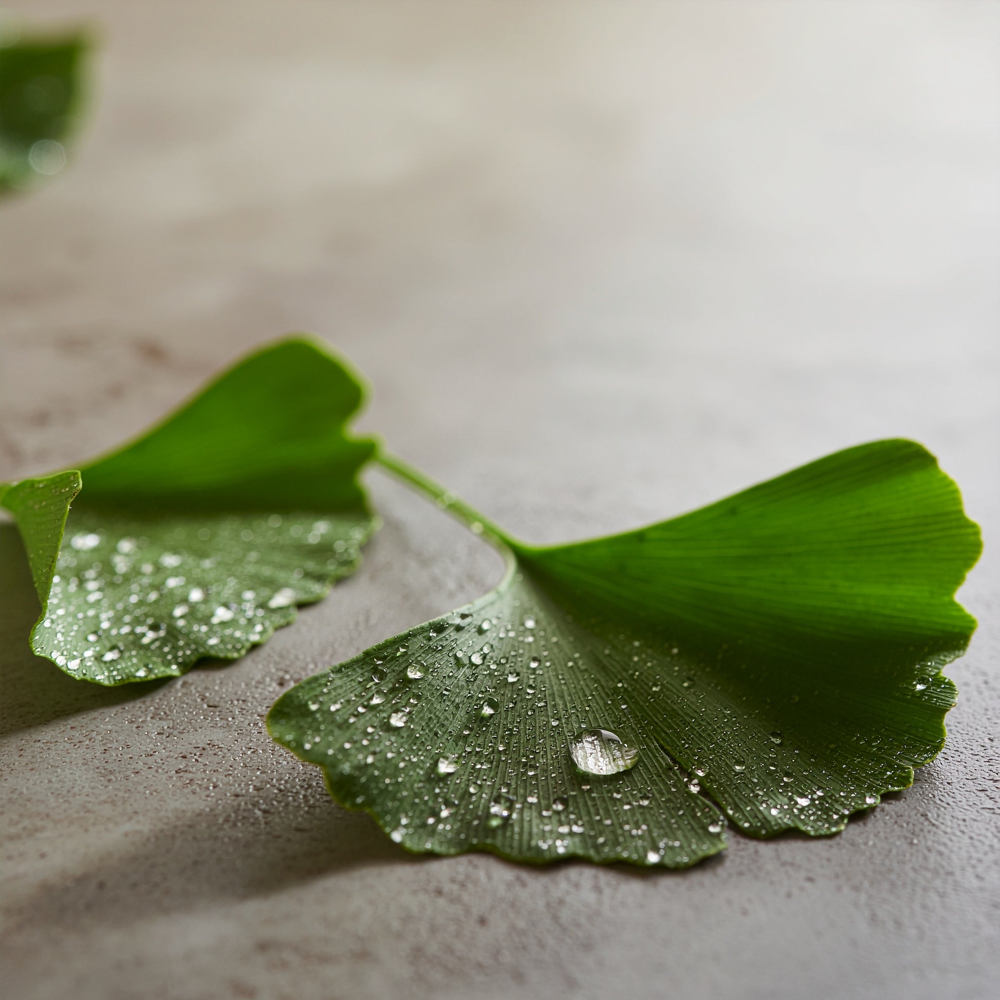 Antioxidant Defense Booster | VAYL Ginkgo Shield