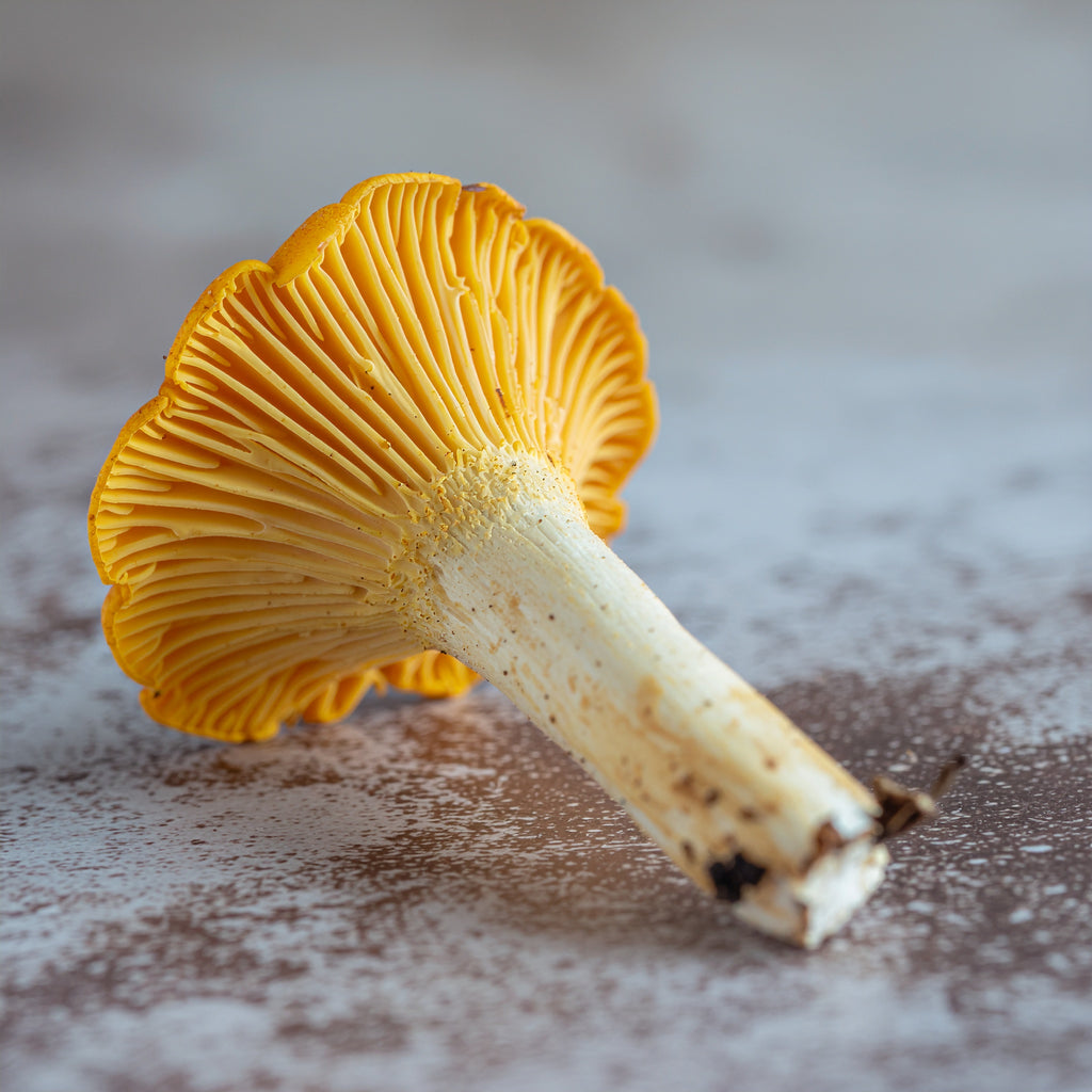 Keratin VolumeLift Shampoo | VAYL BoostWash Cleanse